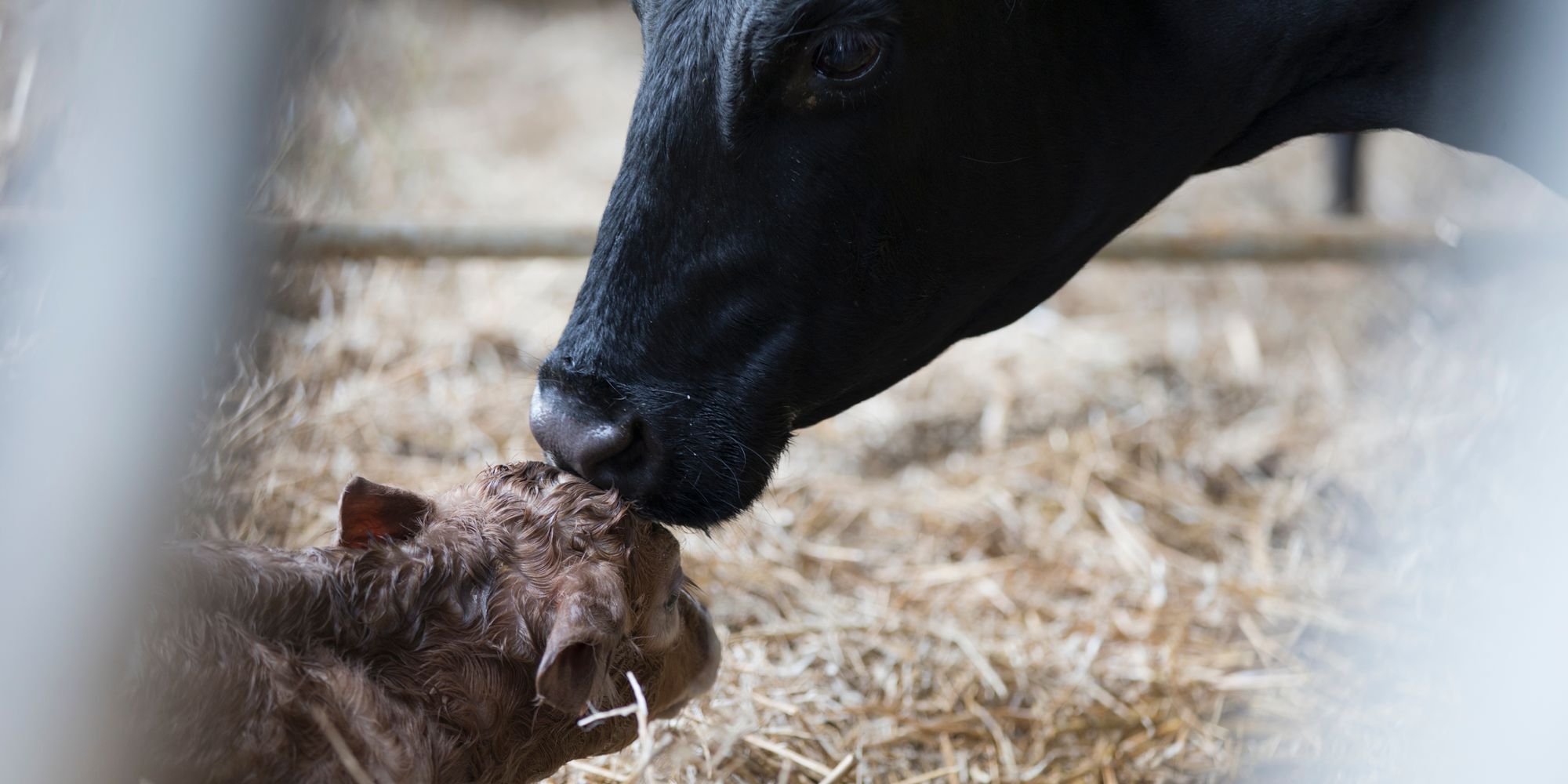 Vaca lambendo a bezerra recém-nascida na palha