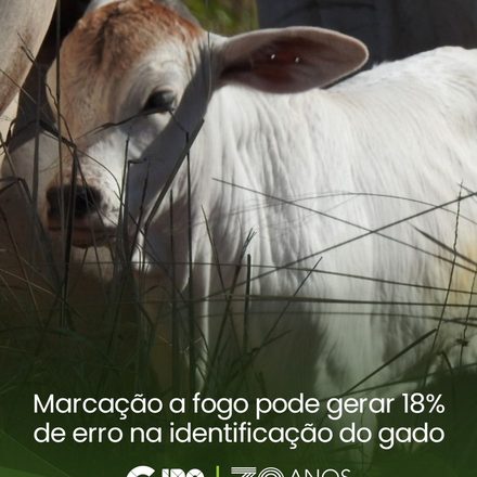 A marcação a fogo pode gerar erros na identificação dos bovinos e comprometer a gestão do 