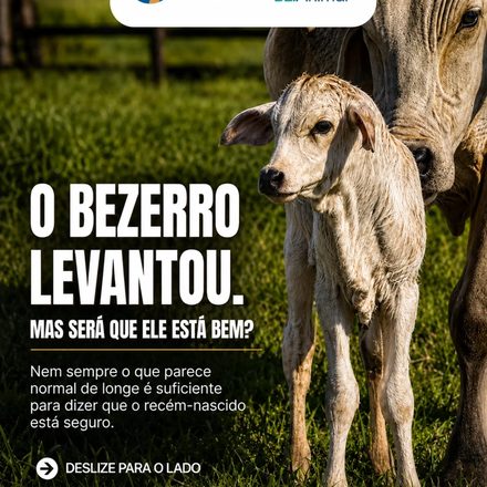 O bezerro levantou.